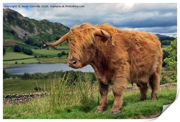 Highland Cattle Print by Jason Connolly