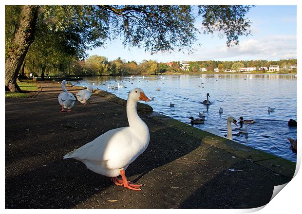 Geese at Linlithgow Loch Print by Tom Gomez