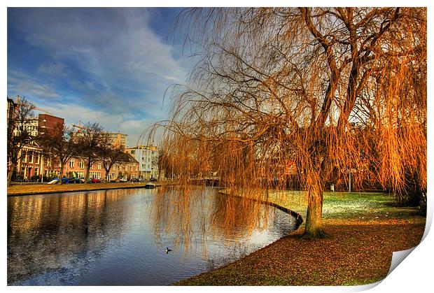 Winter Willow Print by Tom Gomez