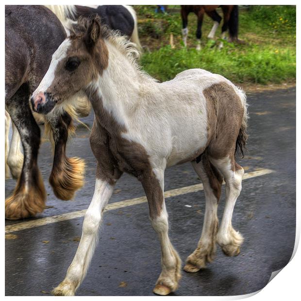 Foal at the Fair Print by Tom Gomez