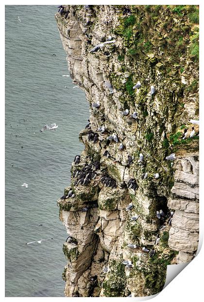 Bempton Cliffs Print by Tom Gomez