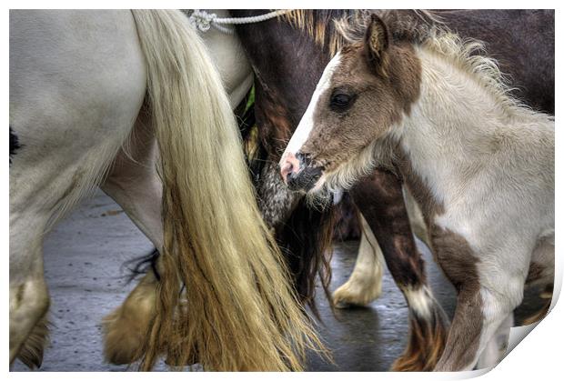 Foal at the Appleby Fair Print by Tom Gomez