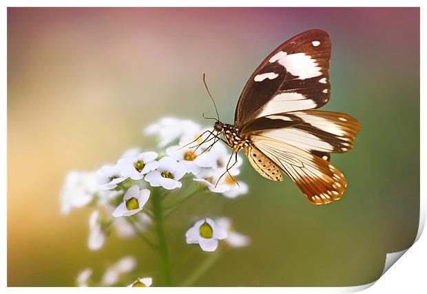 Golden butterfly Print by Lyn Evans