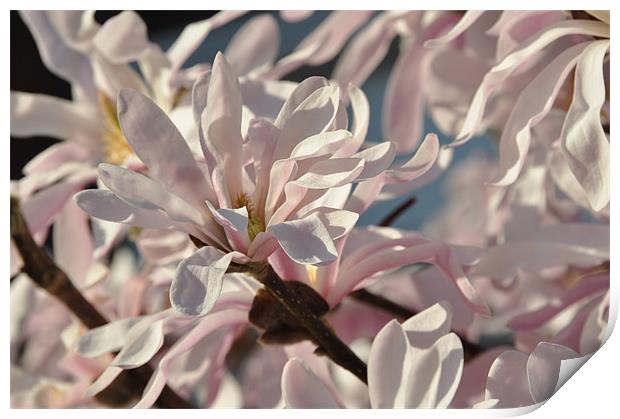 Pink Magnolia Print by Lise Baker