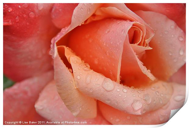 Pink Rose Print by Lise Baker