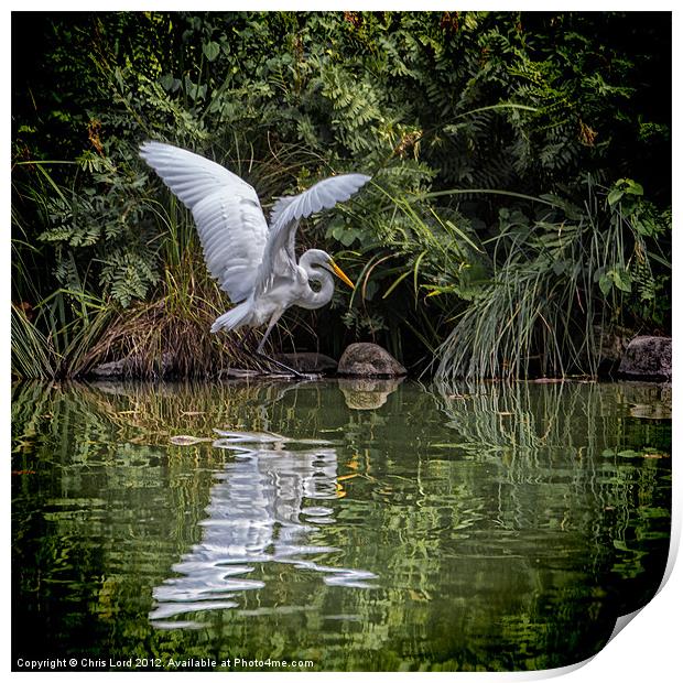 Egret Hunting Print by Chris Lord