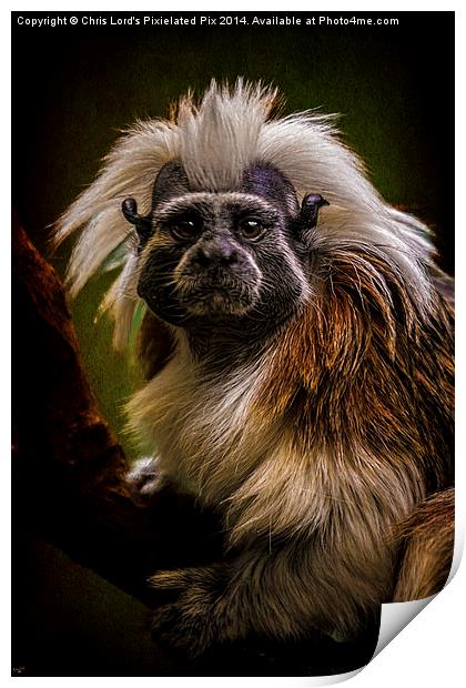  Tamarin Monkey Print by Chris Lord