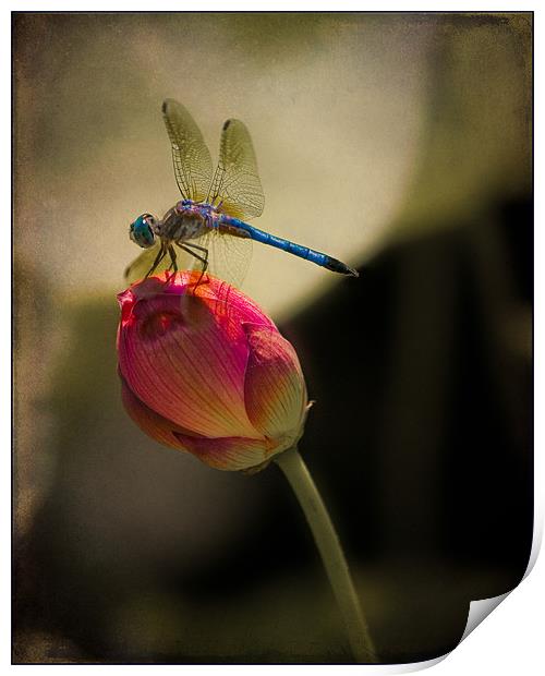 The Lotus and The Dragonfly Print by Chris Lord
