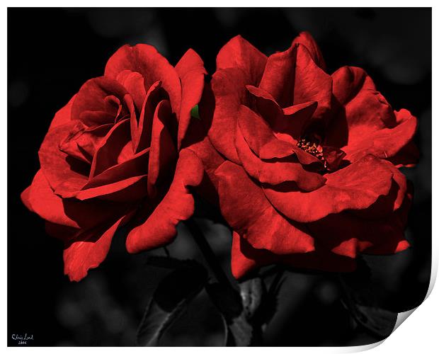 Twin Red Roses For My Love Print by Chris Lord