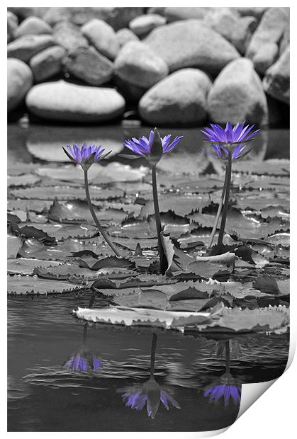 Lotus Reflection Print by Stuart Hough
