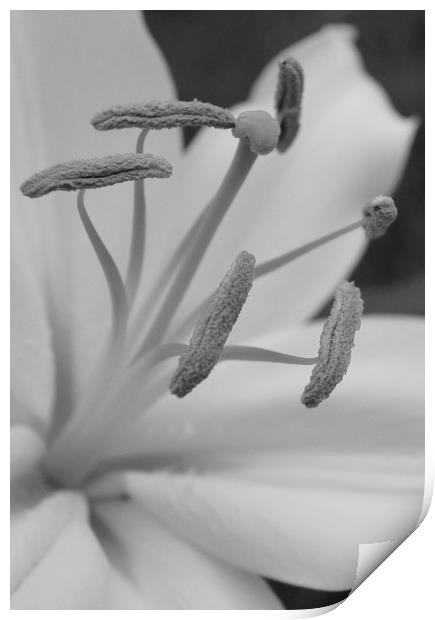 lillies - a closer look ! Print by Karl Butler