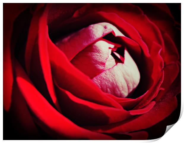 Roses are red ...............again Print by Karl Butler