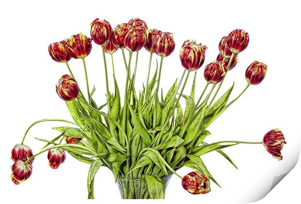 Tulips Print by Lynne Morris (Lswpp)