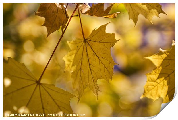 Autumn Gold Print by Lynne Morris (Lswpp)