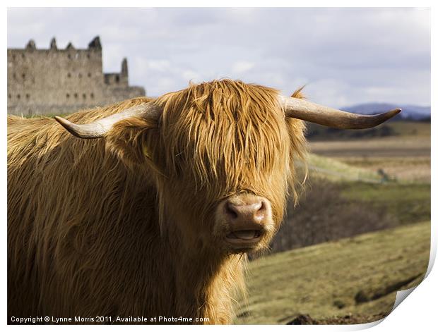 A Highland Coo Print by Lynne Morris (Lswpp)