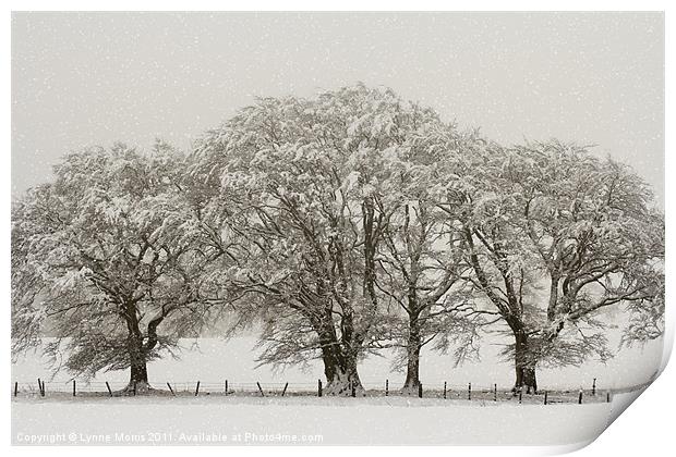 Winter Trees Print by Lynne Morris (Lswpp)