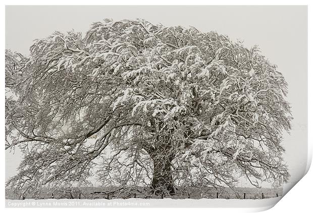 A Snow Oak Print by Lynne Morris (Lswpp)