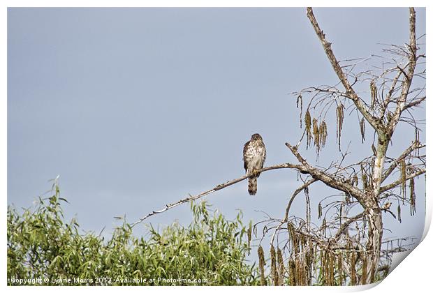 Hawk On A Tree Print by Lynne Morris (Lswpp)