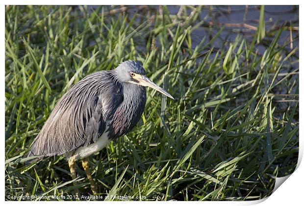 Little Blue Heron Print by Lynne Morris (Lswpp)