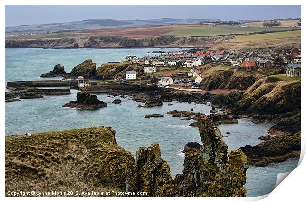 Looking Over St Abbs Print by Lynne Morris (Lswpp)