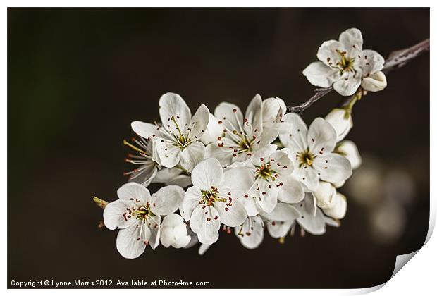 Spring Blossom Print by Lynne Morris (Lswpp)