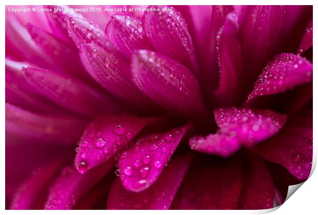  Pretty pink petals with morning dew Print by Lynne Morris (Lswpp)