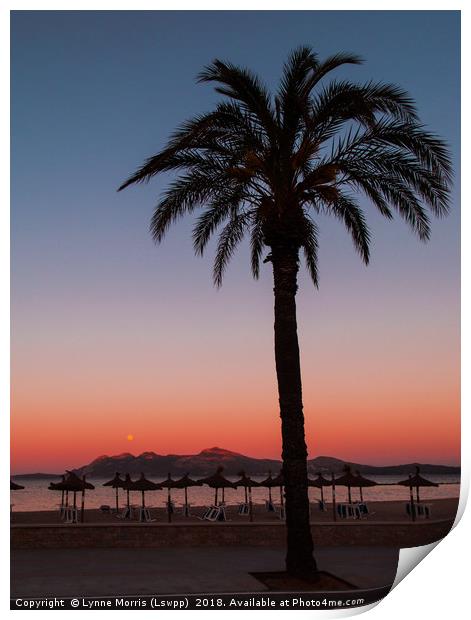 Palm At Sunset Print by Lynne Morris (Lswpp)