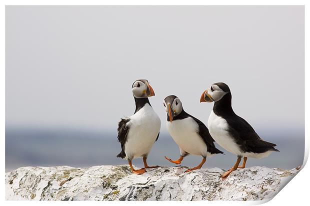 Puffin Meeting Print by Lynne Morris (Lswpp)