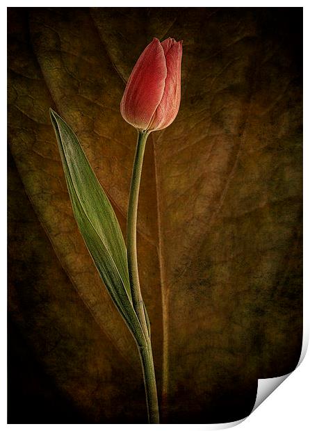 A single tulip Print by Eddie John