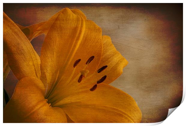 Yellow Lilium flower with texture overlay Print by Eddie John