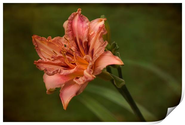  lily hemerocallis pink damask  Print by Eddie John