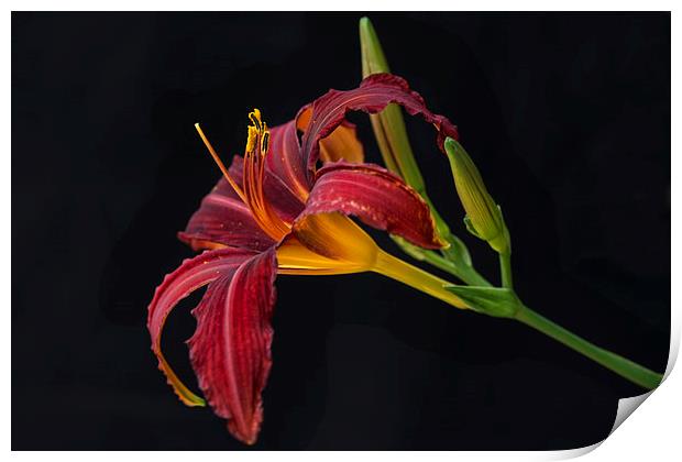  lily hemerocallis hybrid red Print by Eddie John