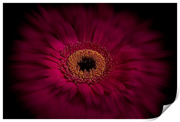  Red Gerbera Print by Eddie John