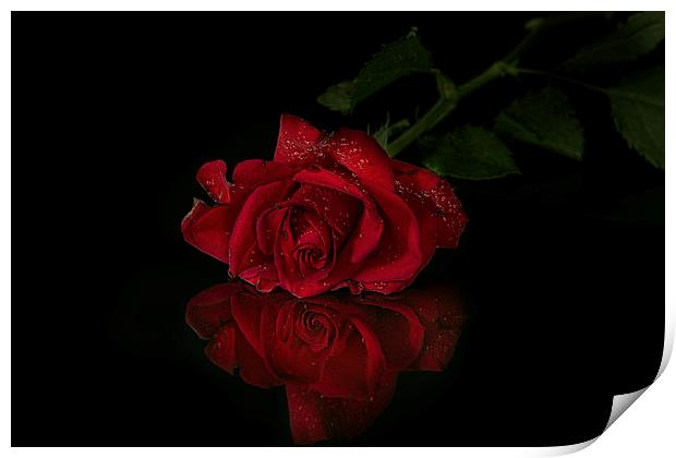  Red rose with reflection Print by Eddie John