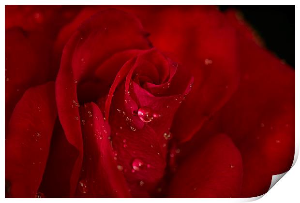  Red rose Print by Eddie John