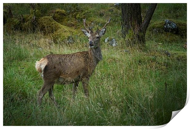 Deer in Glen Etive Scotland Print by Eddie John