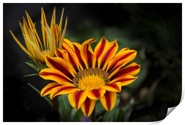 Gazania Big Kiss  garden flower Print by Eddie John