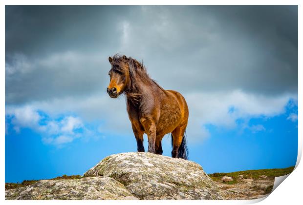 wild pony on treen cliffs Cornwall  Print by Eddie John