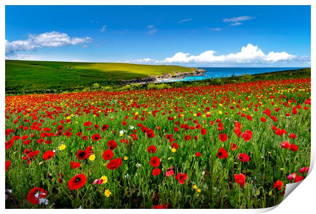 Poppy fields on the north Cornwall coast  Print by Eddie John