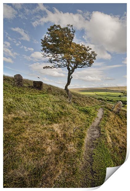 Lonesome Tree Print by Eddie John