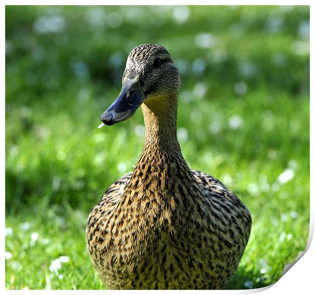 Mallard Duck Print by Jenny Philcox