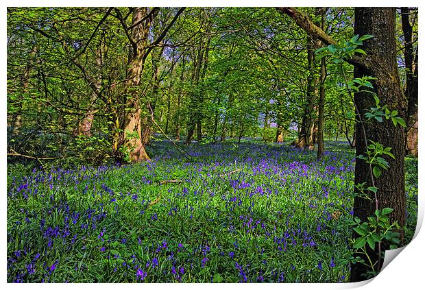 Bluebell Wood Print by John Hare