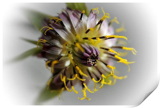 Meadow salsify flower Print by Martine Affre Eisenlohr