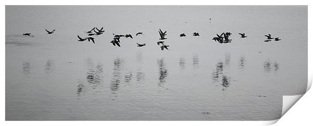 Brent geese Print by richard jones