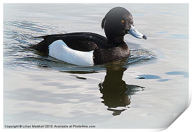 Tufted Duck. Print by Lilian Marshall