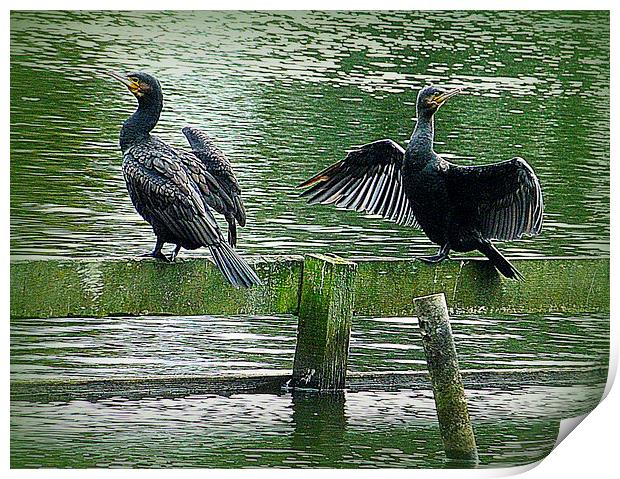 Cormorants in the Park. Print by Lilian Marshall