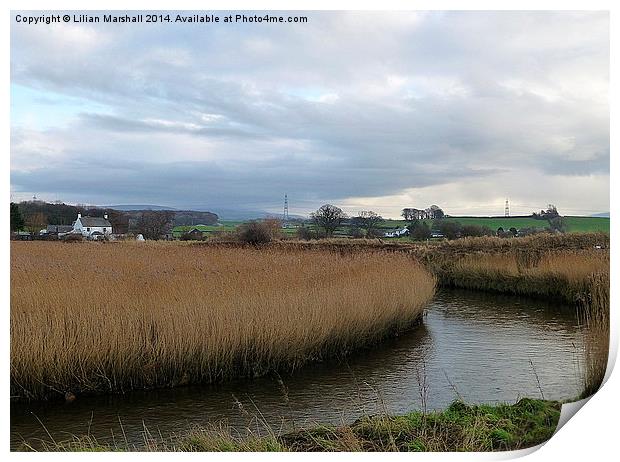 Reed beds at Thurnham Print by Lilian Marshall