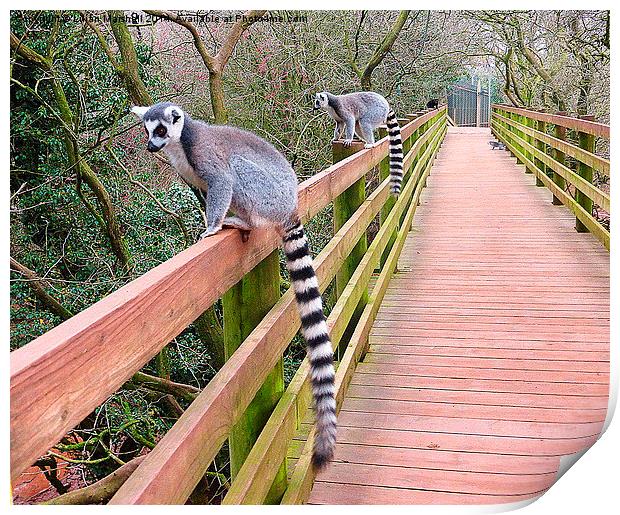  Ring Tailed Lemurs. Print by Lilian Marshall