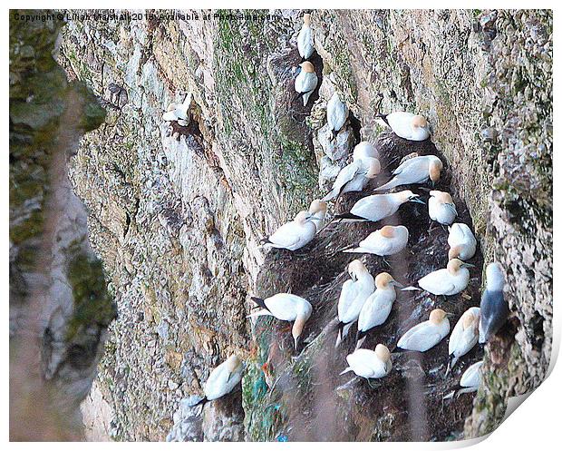 Gannets on the cliffs. Print by Lilian Marshall