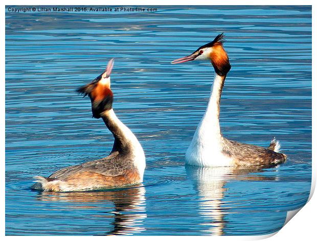 Great Crested Grebes Courting.  Print by Lilian Marshall